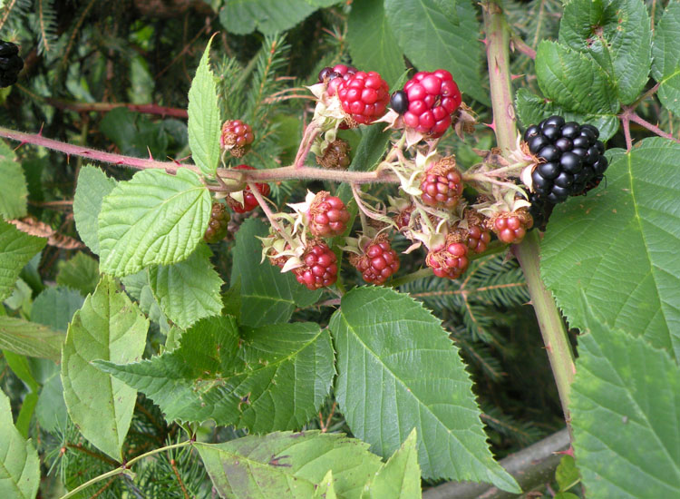 Una questione intricata e spinosa: ma che rovo �?